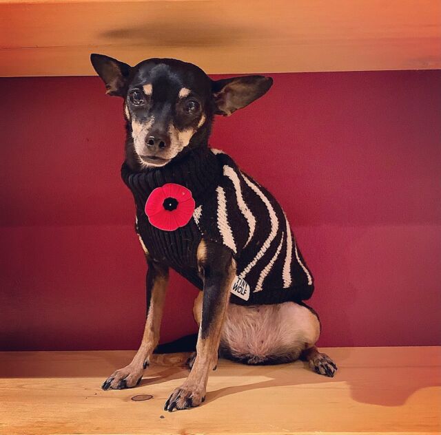Remembrance Day. 

I don’t normally post on this day because I don’t have the right words for it — but maybe that’s okay — my grandparents didn’t have the words for the atrocities of war either. 

A few years in a row I’ve now stumbled across the story of Sergeant Stubby (swipe right) — a dog + unofficial mascot of an Infantry Regiment in World War I. 

Sergeant Stubby served for 18 months + participated in 17 battles on the Western Front. 

He saved his regiment from surprise gas attacks; he found and comforted the wounded. 

Comforting the wounded — an act that I hope we (as humans) never underestimate. 

Stubby has been called the most decorated war dog of the Great War and the only dog to be nominated to sergeant through combat.

#lestweforget