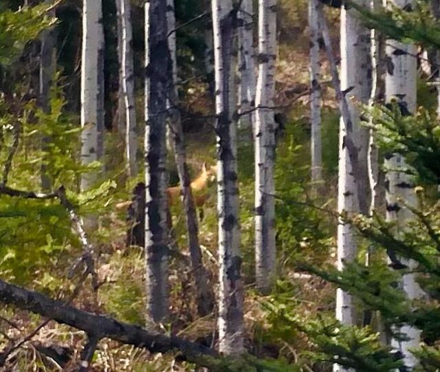 Met a red fox in the woods today. Magic.