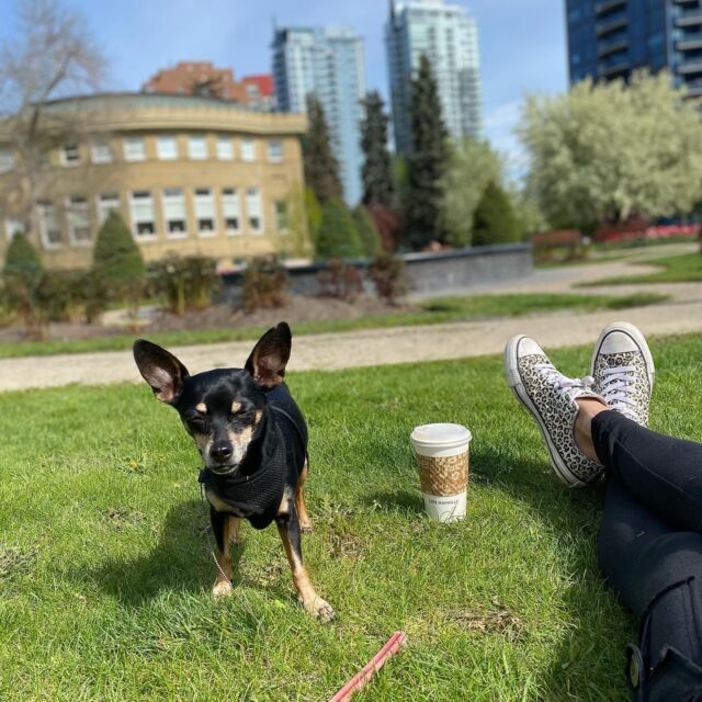 Memorial Park Library. Sun. Coffee. Requisite chew stick for the homegirl #moment #spring #library #welovelibraries #literarylulu #parklife @laboulangerieyyc @calgarylibrary 💛