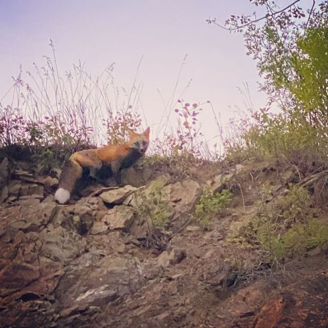 For the first time since June I just ran into my fox friend — this fox crosses my path at the most interesting moments 🧡